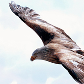 Adler als Krafttier