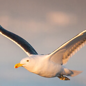 Albatross als Krafttier
