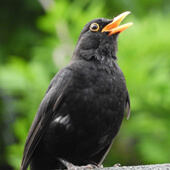 Amsel als Krafttier