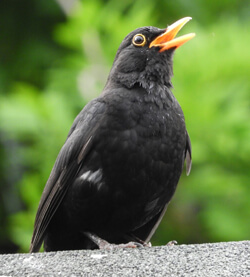 Amsel