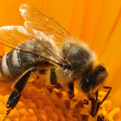 Biene als Krafttier
