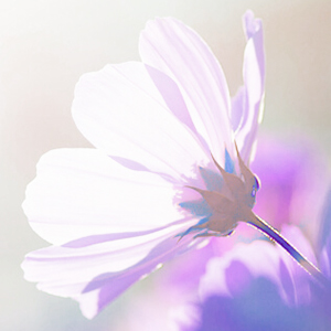 Naturgeister in Pflanzen Blume - Naturgeister