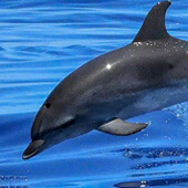 Delphin als Krafttier