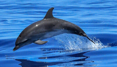 Delphin