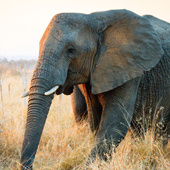 Elefant als Krafttier