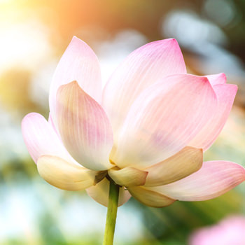 Lotus Blume - geistiges heilen