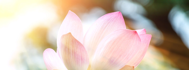 Lichtvolle Lotus Blume - Fernheilung mit Energien