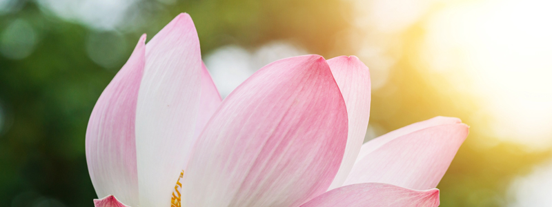 Lichtvolle Lotus Blume - Fernheilung mit Energien