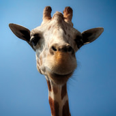 Giraffe als Krafttier