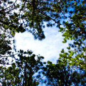 Baum als Symbol für Himmel und Erde