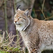 Luchs als Krafttier