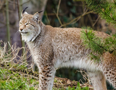 Luchs