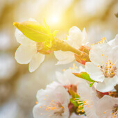 Baum mit Kirschblüten