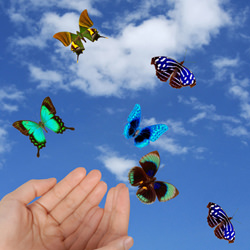 Schmetterlinge - Transformation